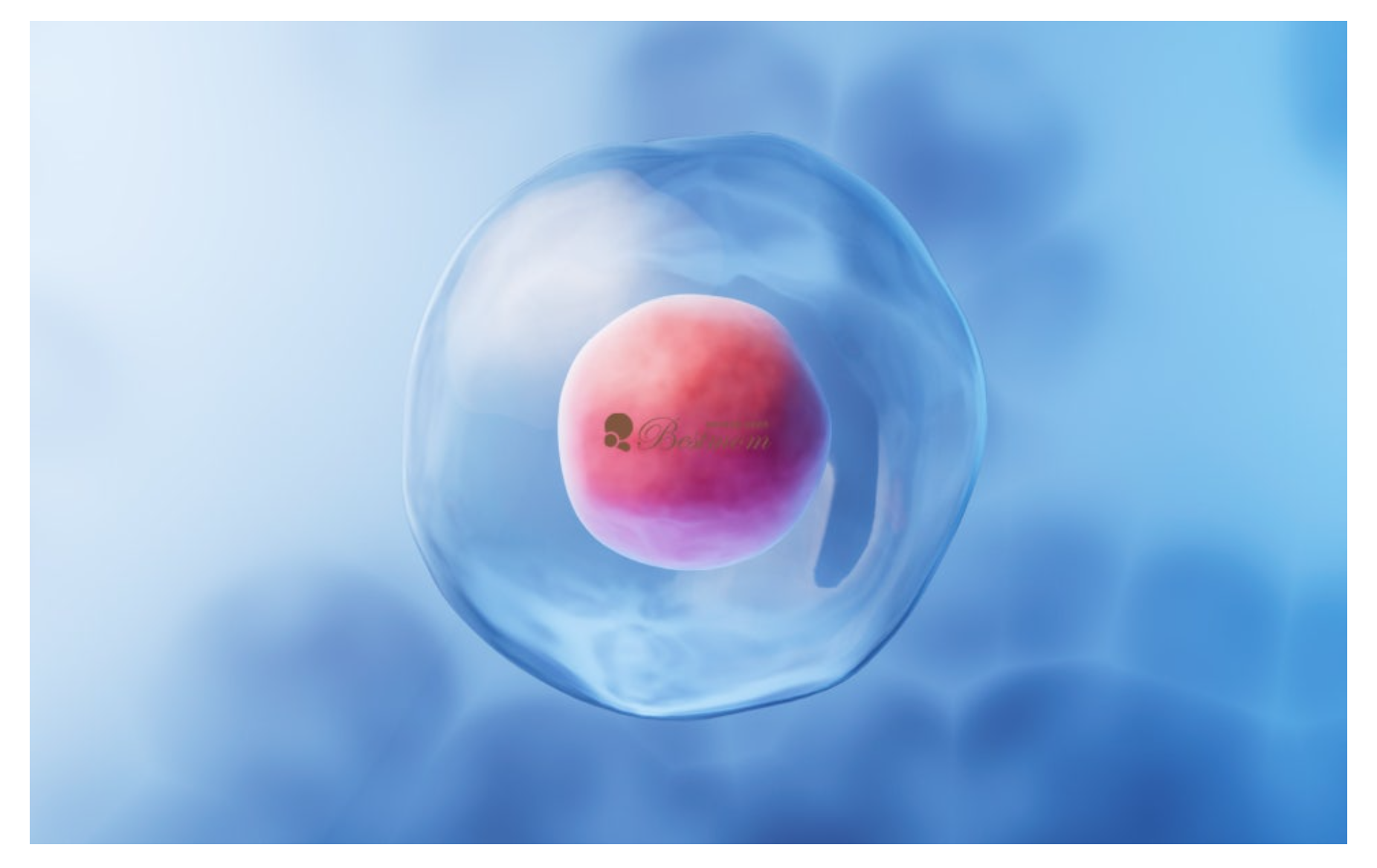 배란통이란?