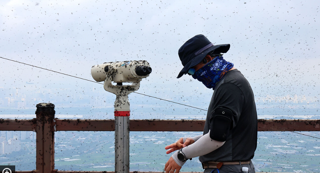 인천 계양산 러브버그 대량 출몰 현상 살펴보기