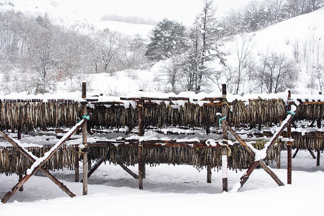 눈-쌓인-황태-덕장