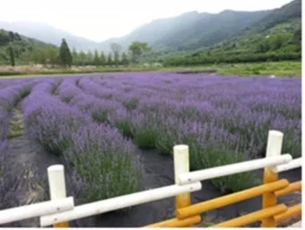 라벤더 재배 배수 확보 햇빛 관리 향 오래 유지_29
