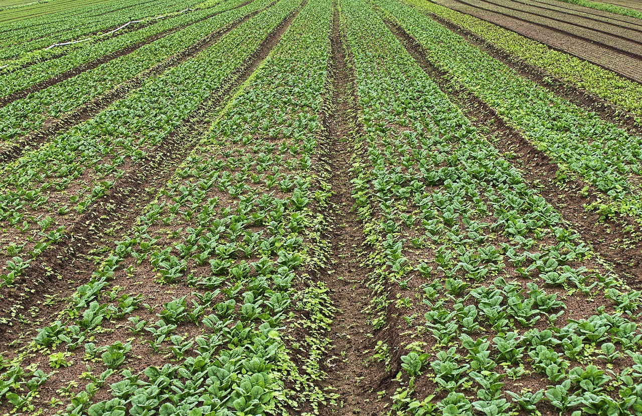 온라인 농산물 유통의 경제적 효과 분석