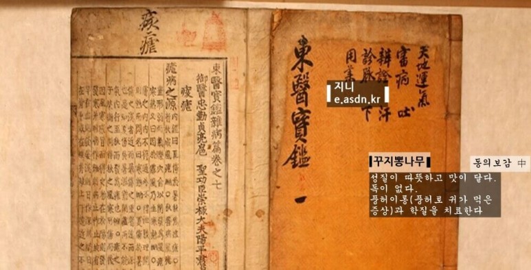 꾸지뽕나무 효능 6가지와 부작용 총정리