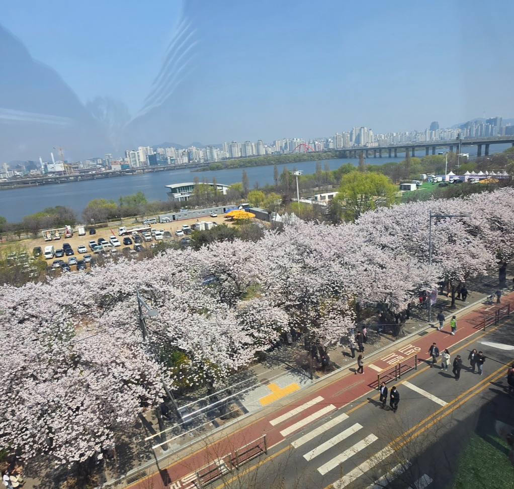 여의도 벗꽃축제