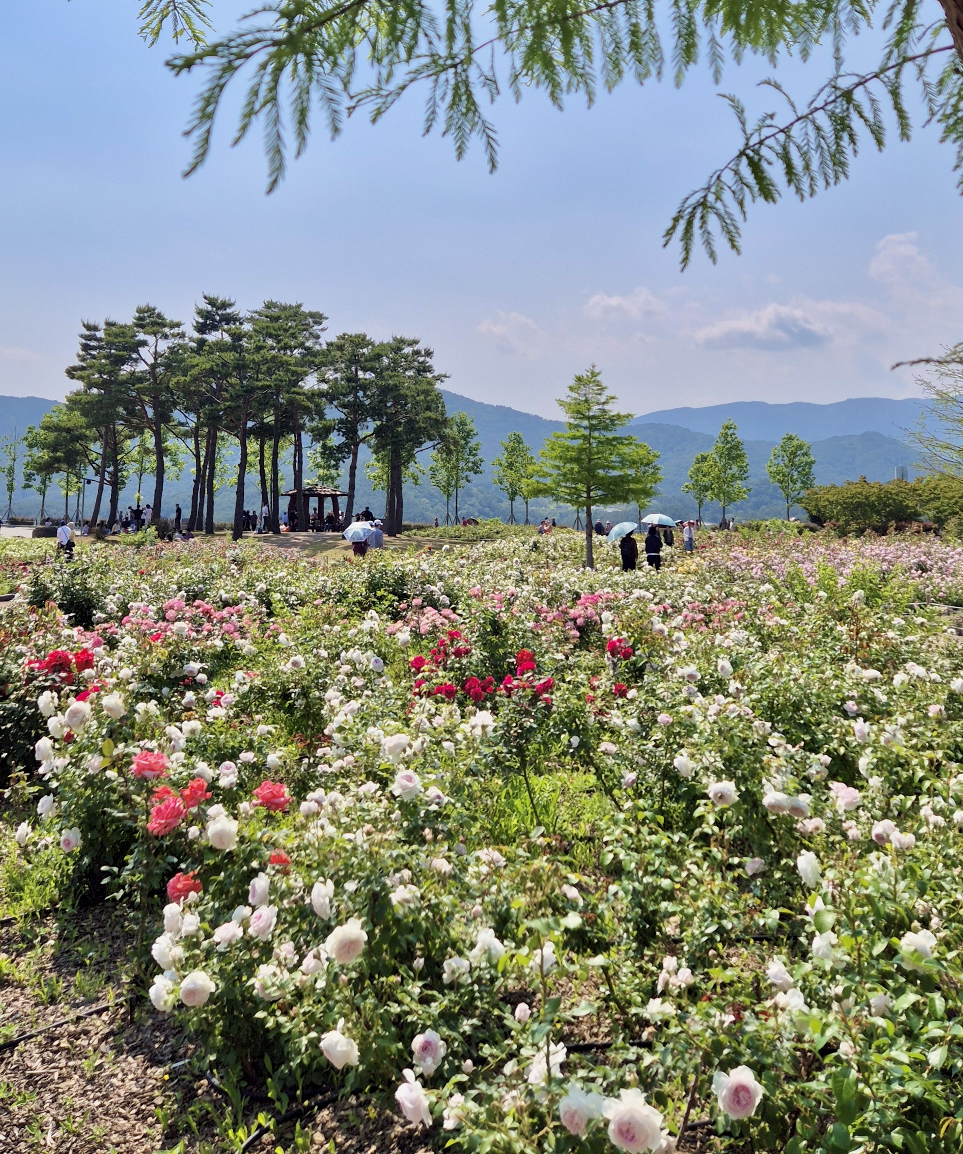 해운대 수목원 장미원, 해운대수목원, 장미명소, 노란장미, 빨간장미, 분홍장미, 장미포토존
