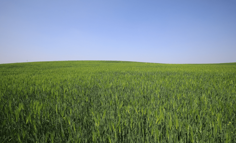 폭싹 속았수다 촬영지 고창 청보리밭