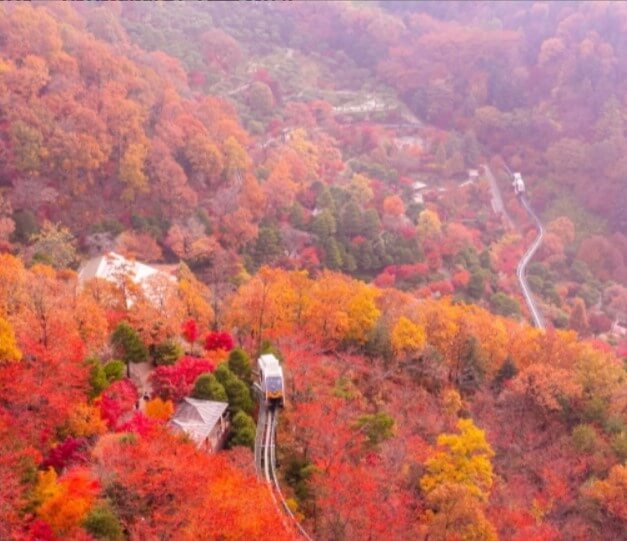 화담숲 가을 단풍시기
