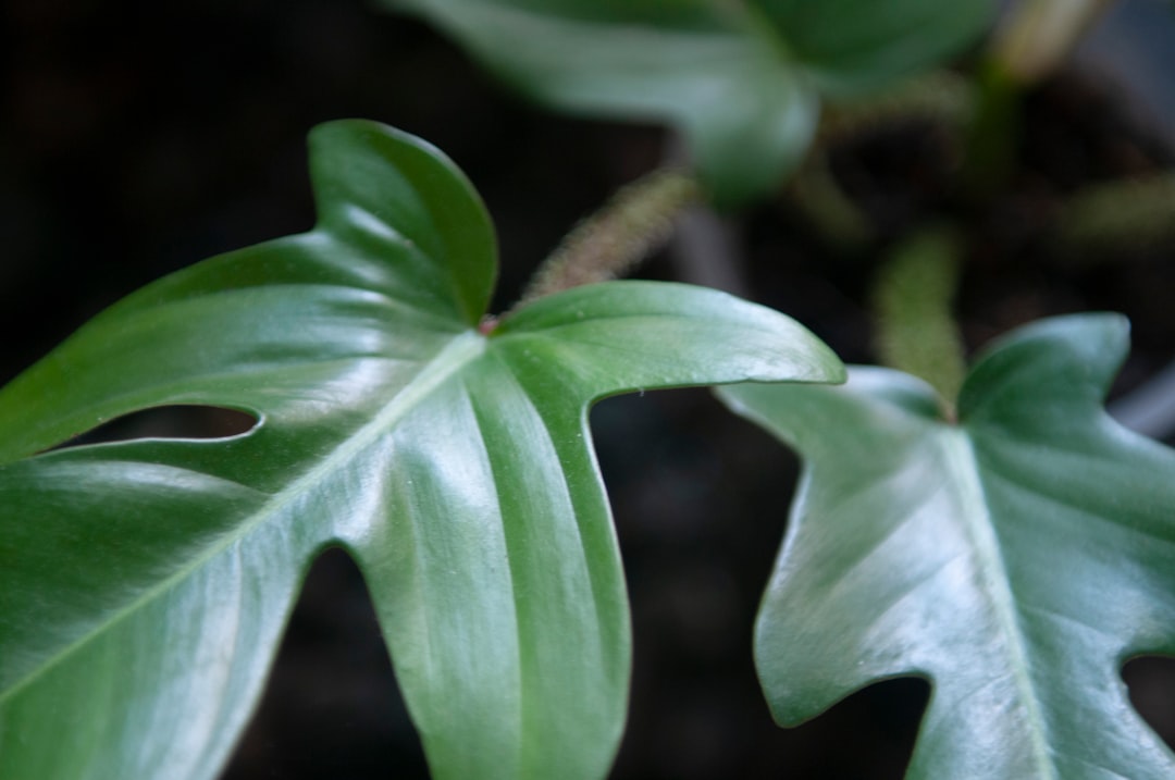Philodendron