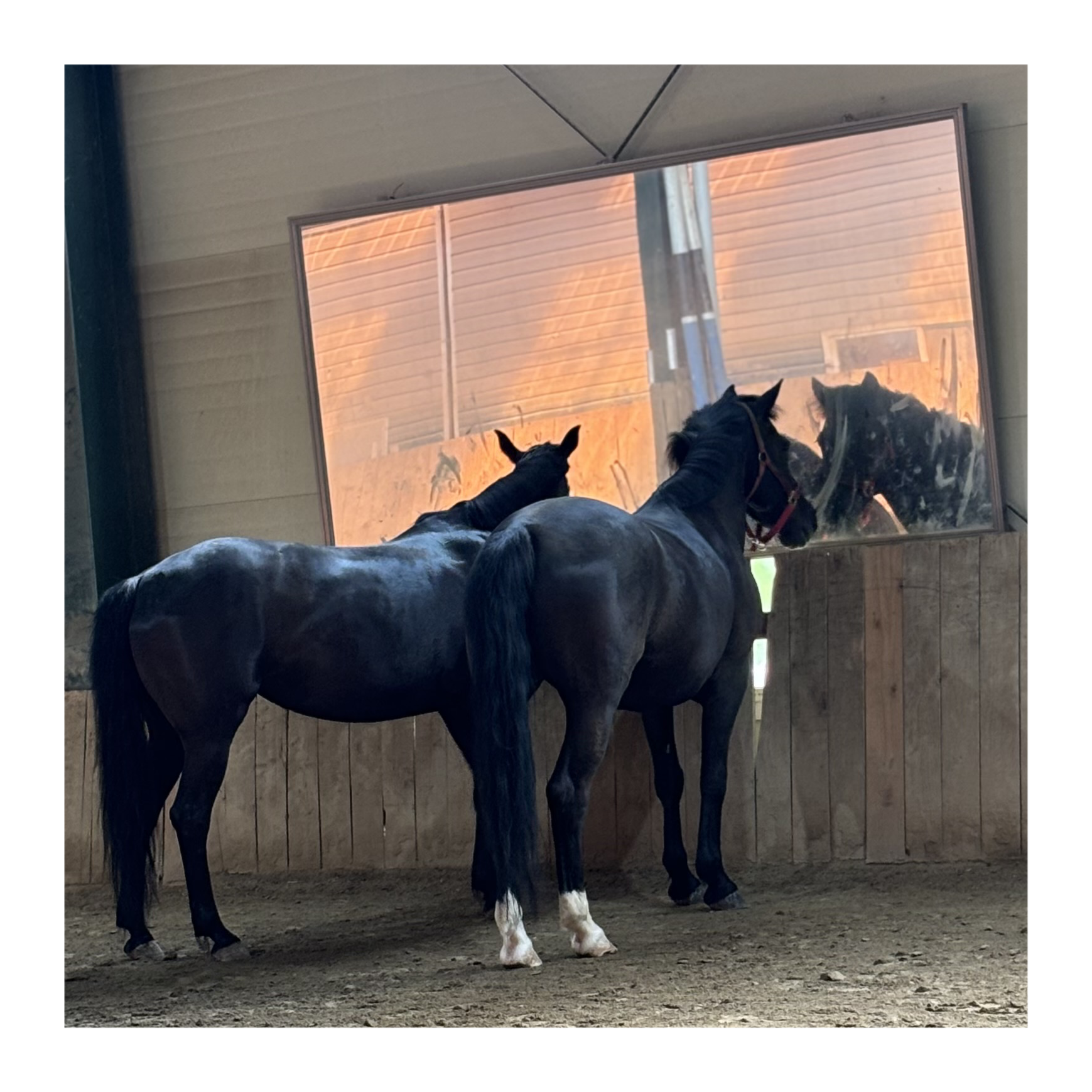 말의 지능과 학습 능력 – 과학적으로 밝혀진 말의 뛰어난 사고력
