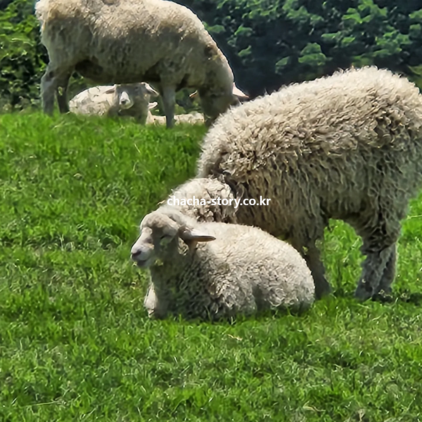 대관령-양떼목장-2