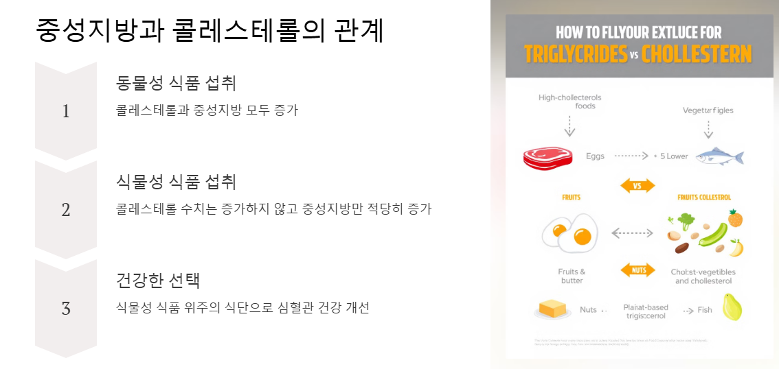 중성지방과 콜레스테롤의 관계