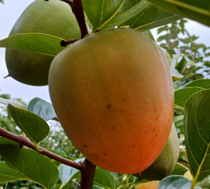 영암금정아천농장 대봉감