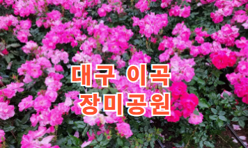 대구 이곡 장미공원