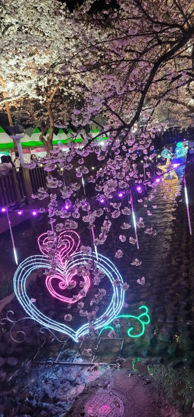 2024년 벚꽃 개화시기/ 지역별 명소