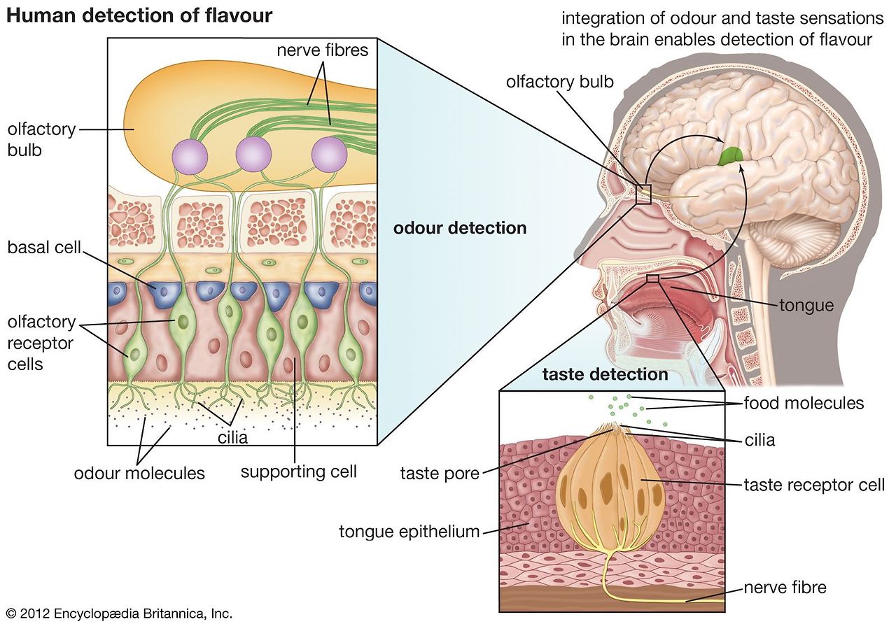 Human Olfactory Receptor