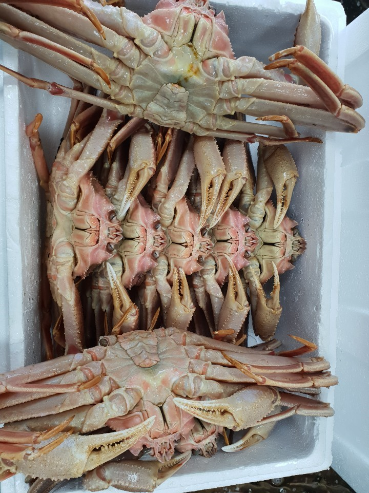 6시내고향 영덕 대게 슛돌이 경우네집