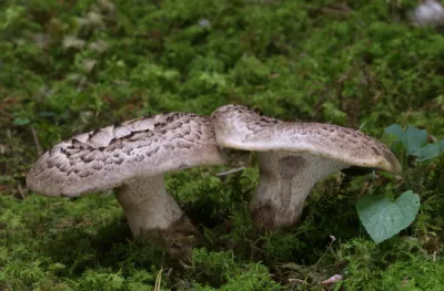 국산 능이버섯 가격 및 효능&amp;#44;채취시기