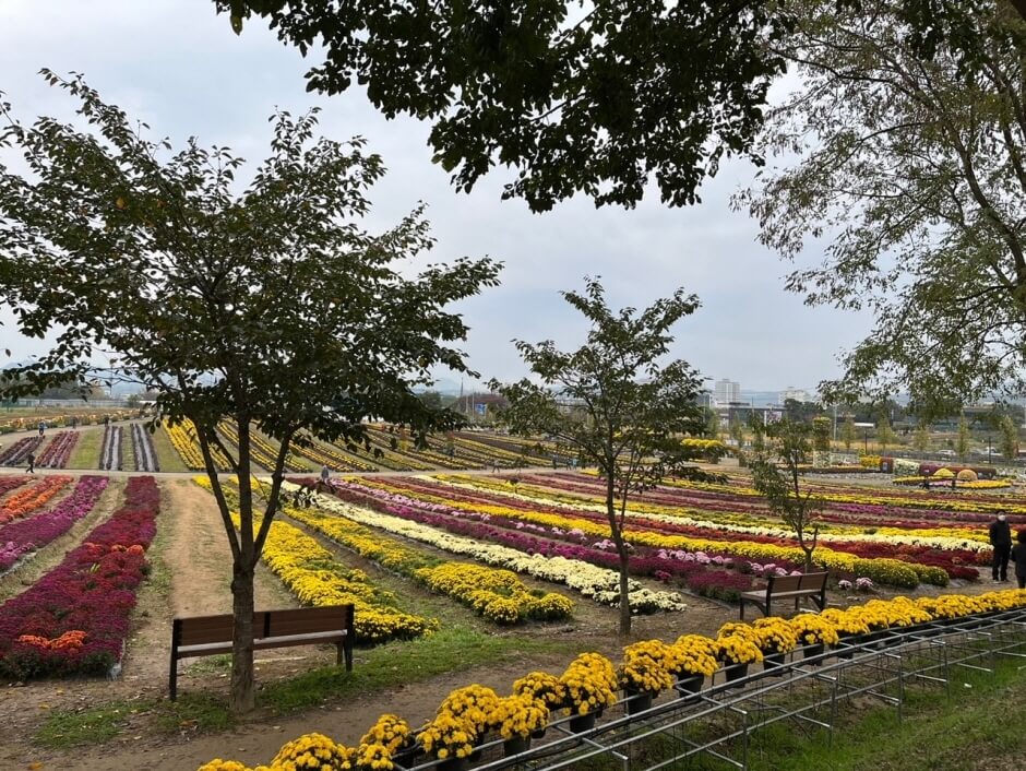 2024연천국화축제