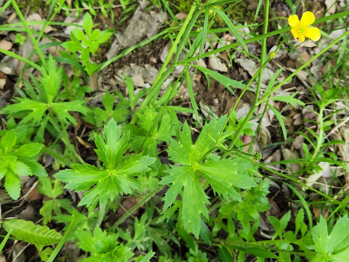 미나리아재비 Buttercup