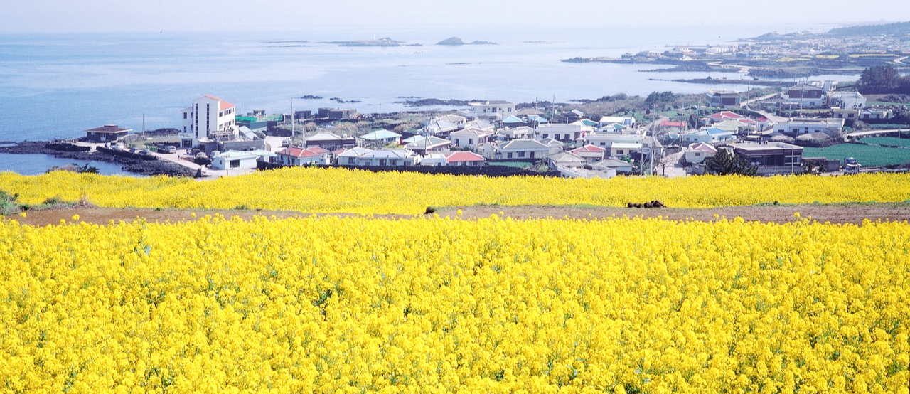제주도 유채꽃 밭