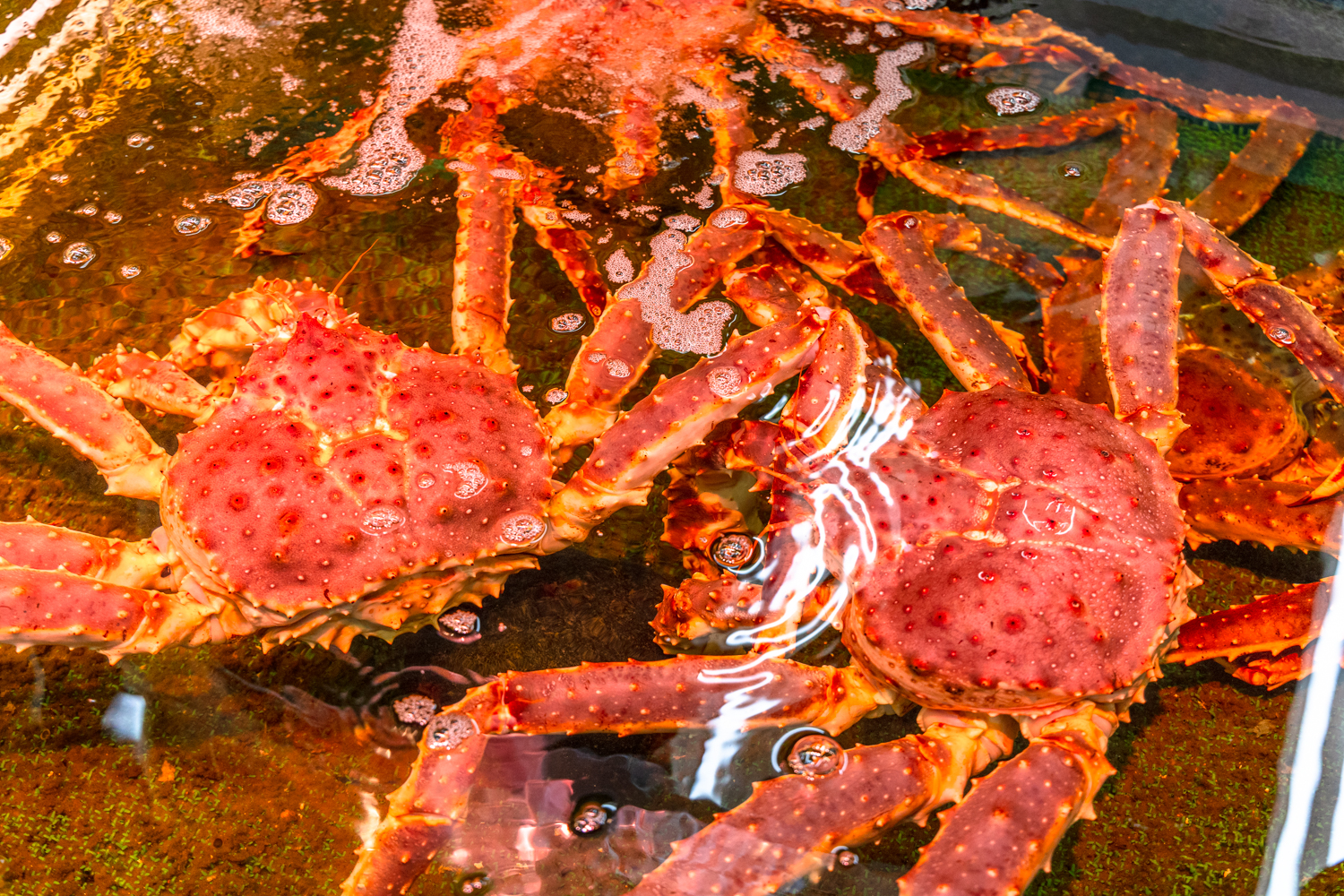 오타루 삼각시장 킹크랩