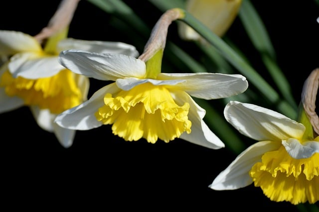 서산 유기방가옥 수선화 축제
