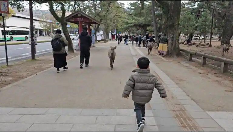 아이에게 다가가는 사슴