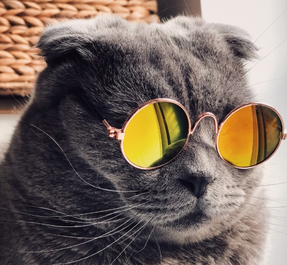 고양이의 꾸준한 운동과 정기적인 건강 체크