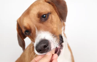 강아지 심장사상충약/출처:어도비스톡