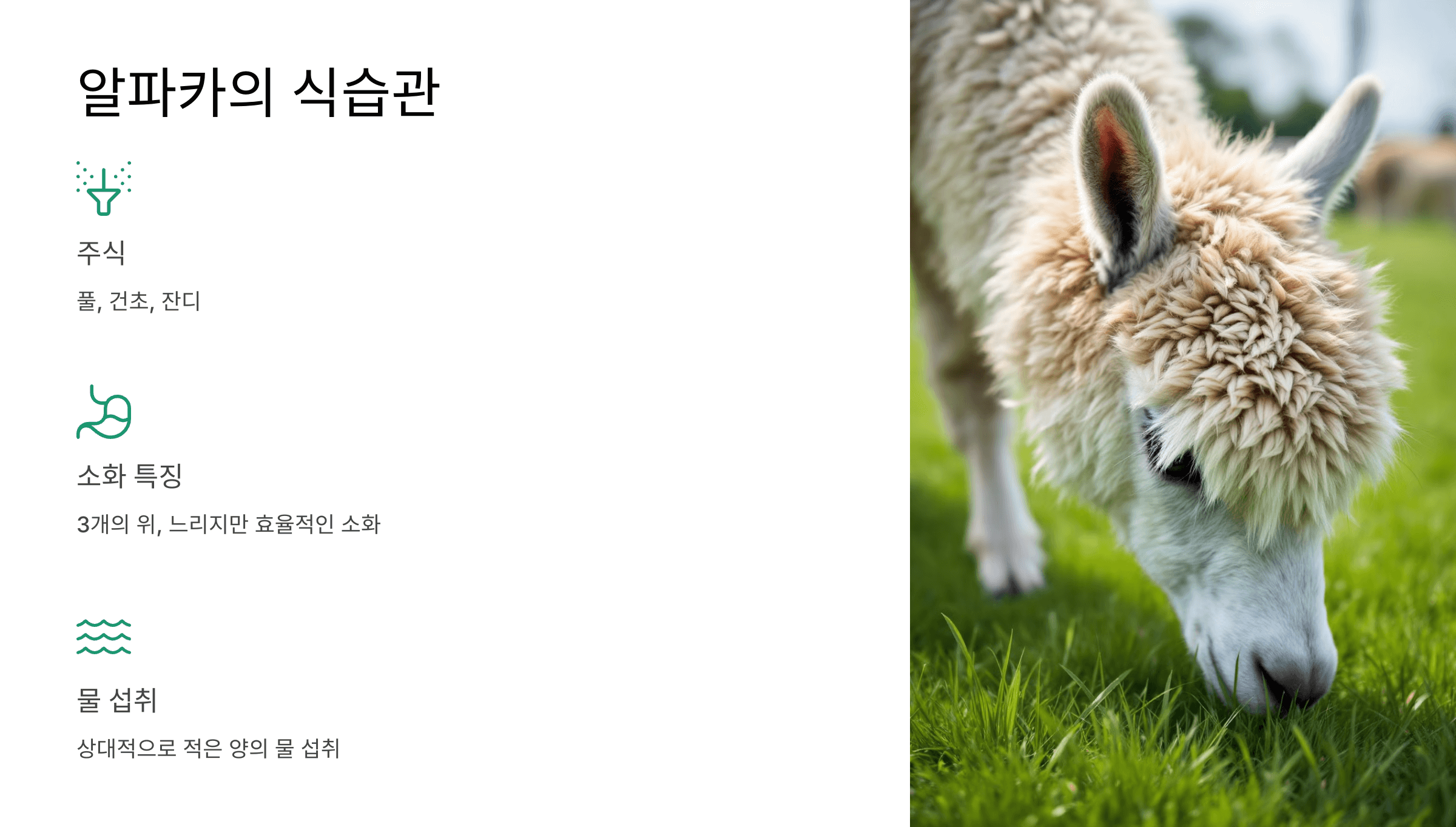 알파카 사진입니다.