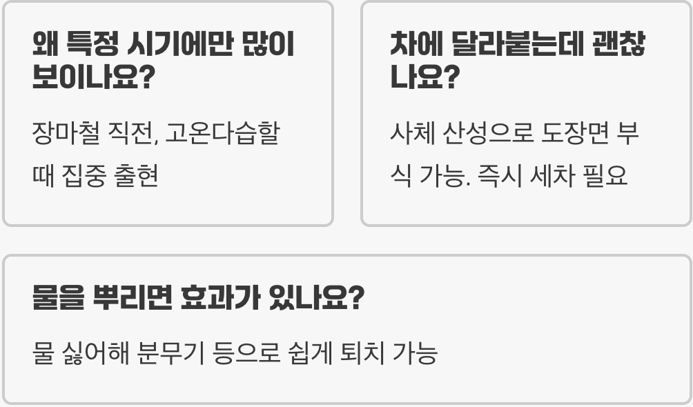 러브버그, 왜 항상 둘이 붙어 다닐까? (짝짓기의 비밀)