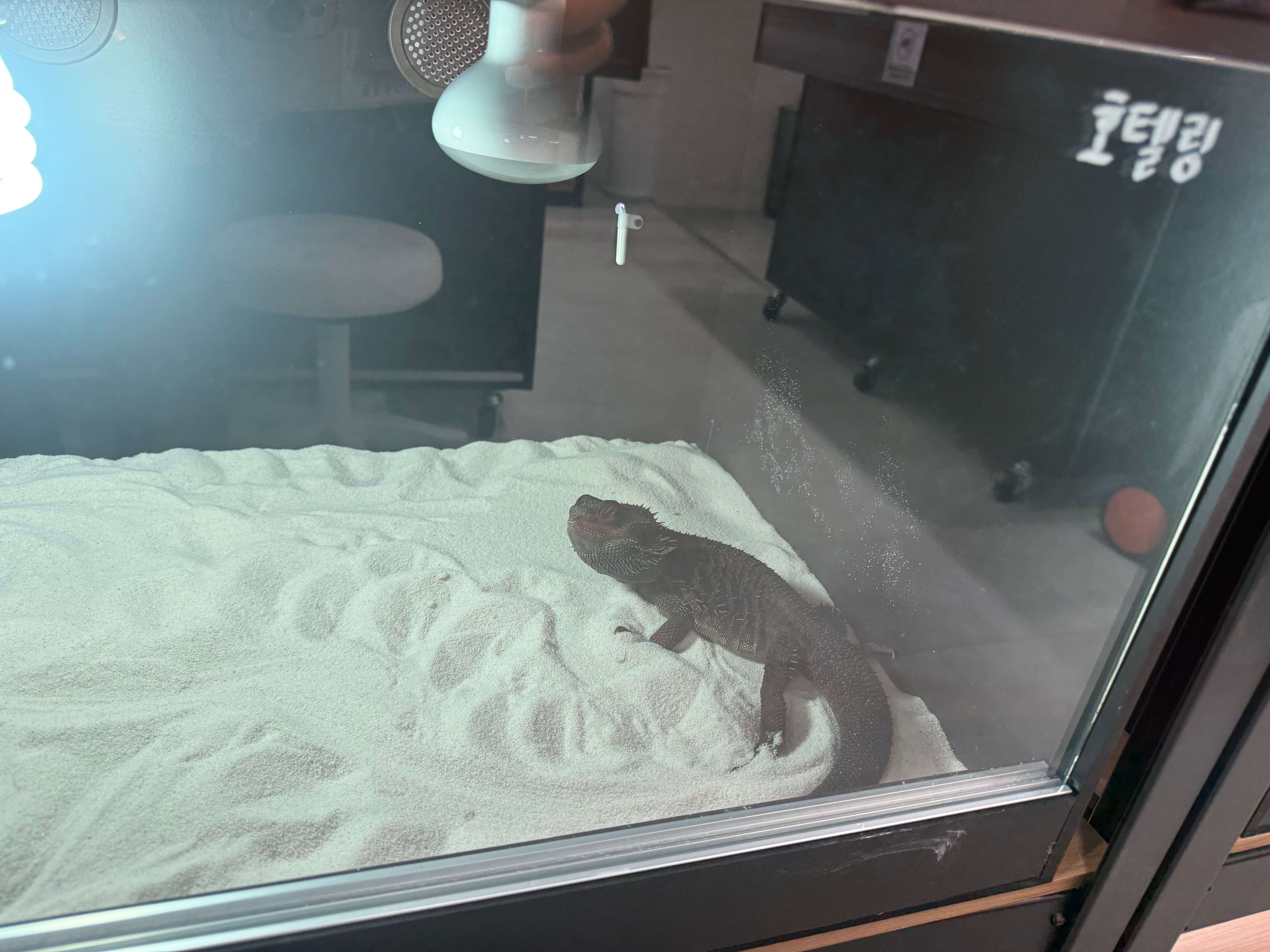 비어디드래곤 사육장