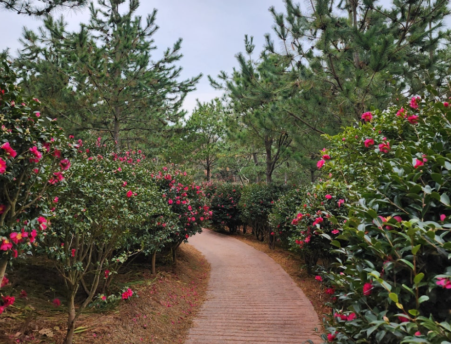 섬 겨울꽃 축제 7