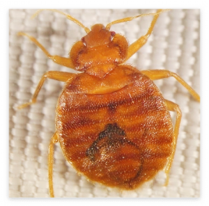 빈대 살충제 긴급승인