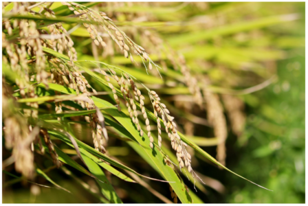 rice
