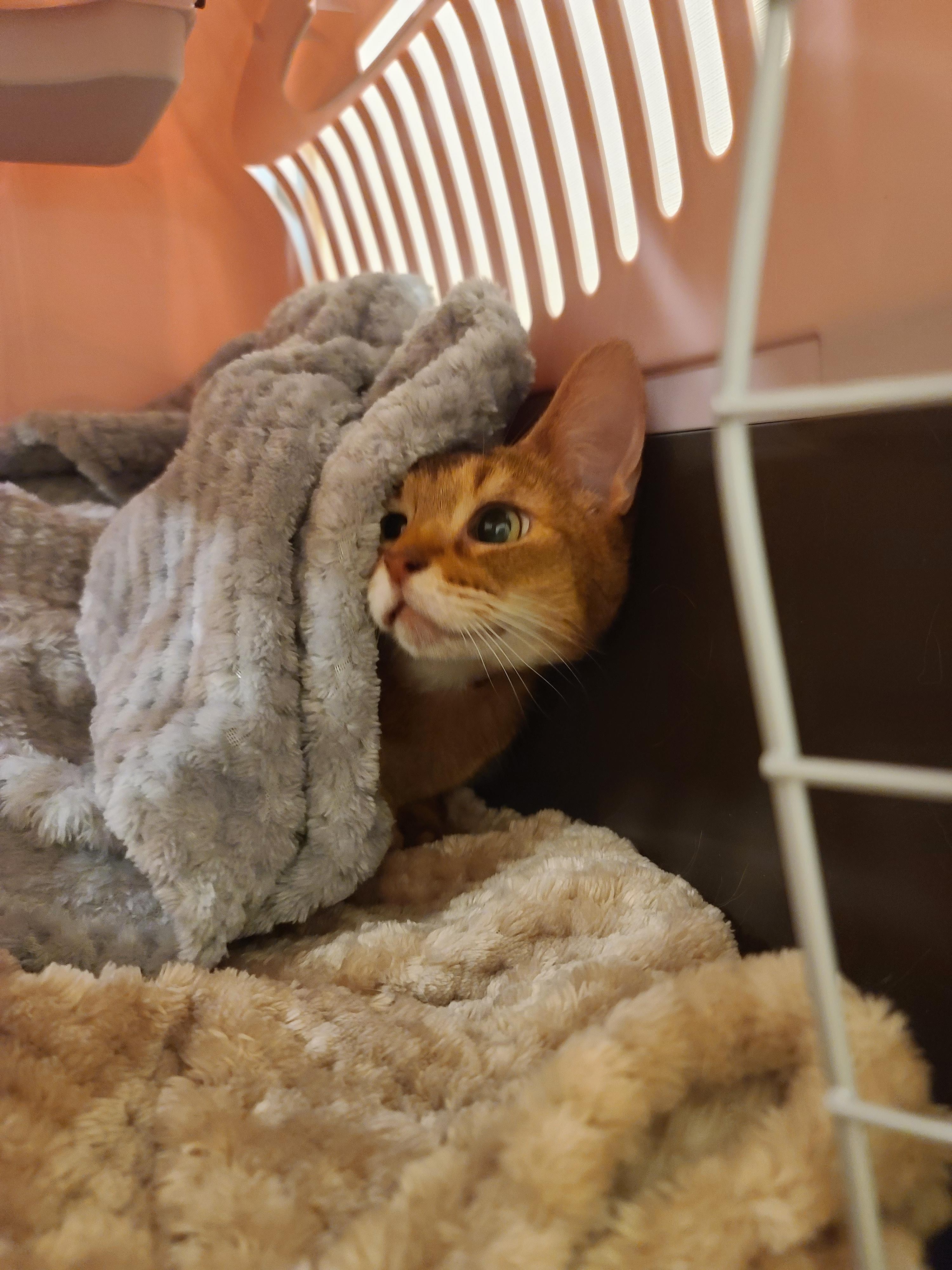 고양이의 스트레스에 관해..(루디는 결국 또 병원행)