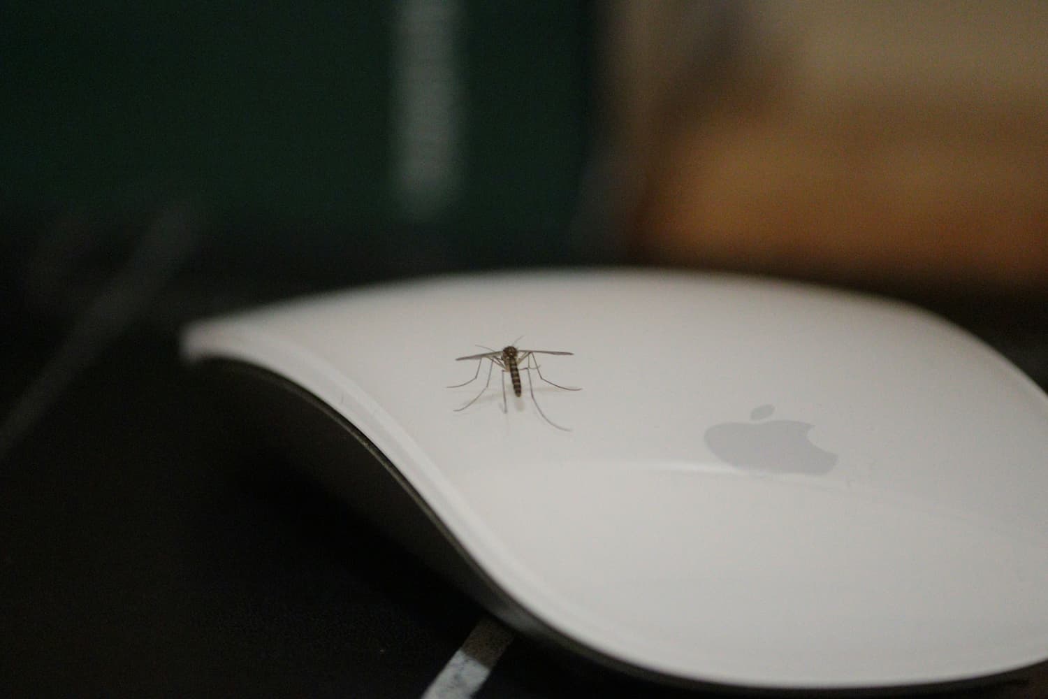 야외에서 퇴치제 사용하는 가족