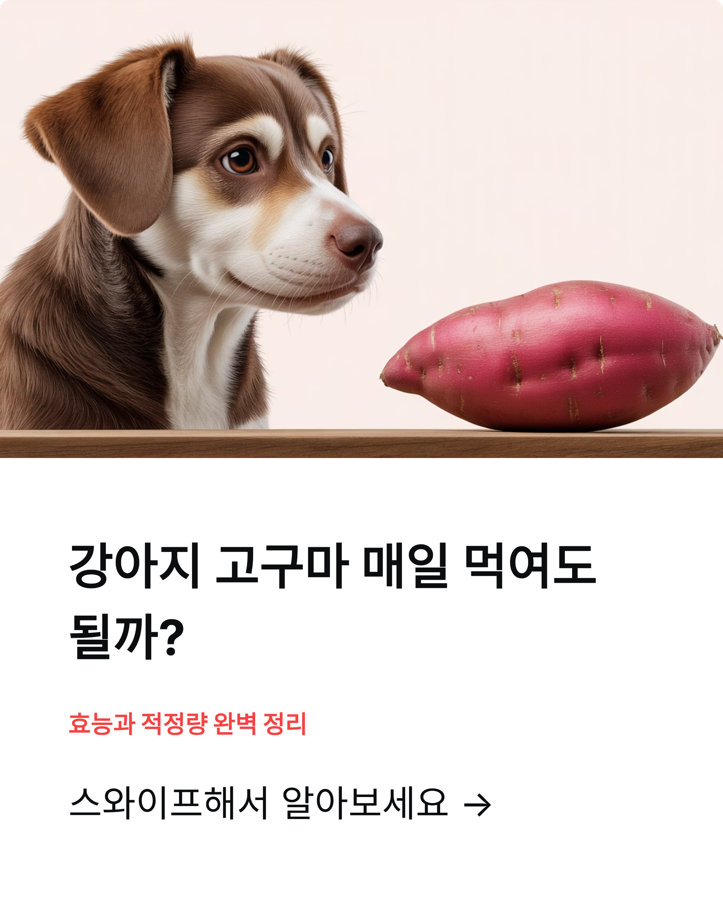 강아지 고구마 매일 먹여도 될까? 효능과 적정량 완벽 정리