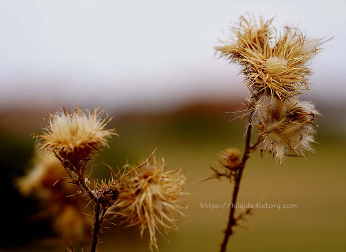 엉겅퀴 먹는 방법