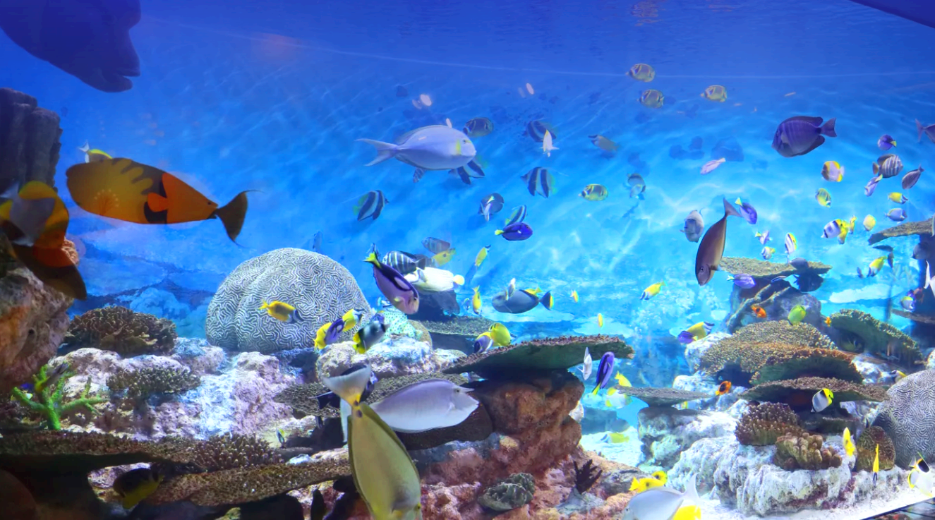 코엑스 아쿠아리움