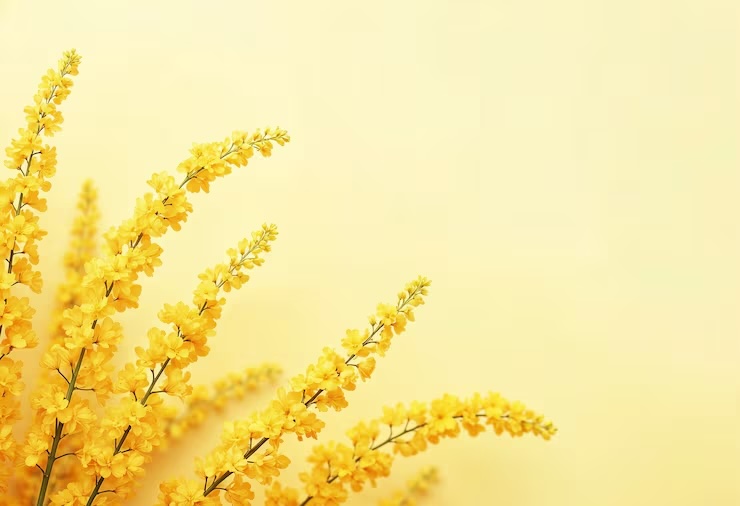 산수유 개화시기