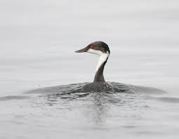 36. 수생 포식자 증가가 후닌 논병아리 행동 패턴에 미치는 영향