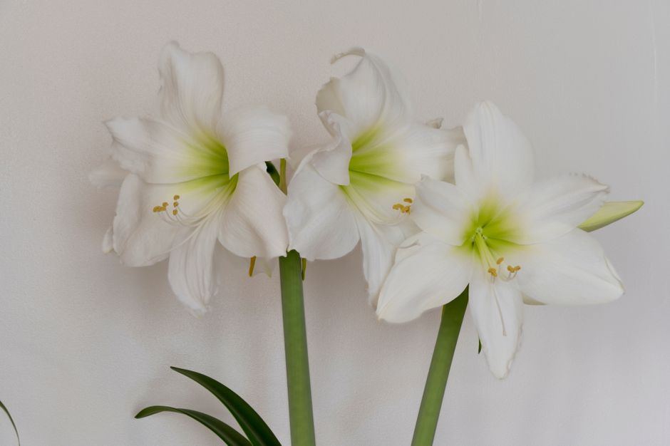 Close-up of delicate white amaryllis flowers with green centers on a plain backdrop, showcasing natural beauty.