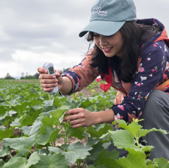감자 수확시기 타이밍과 방법 7