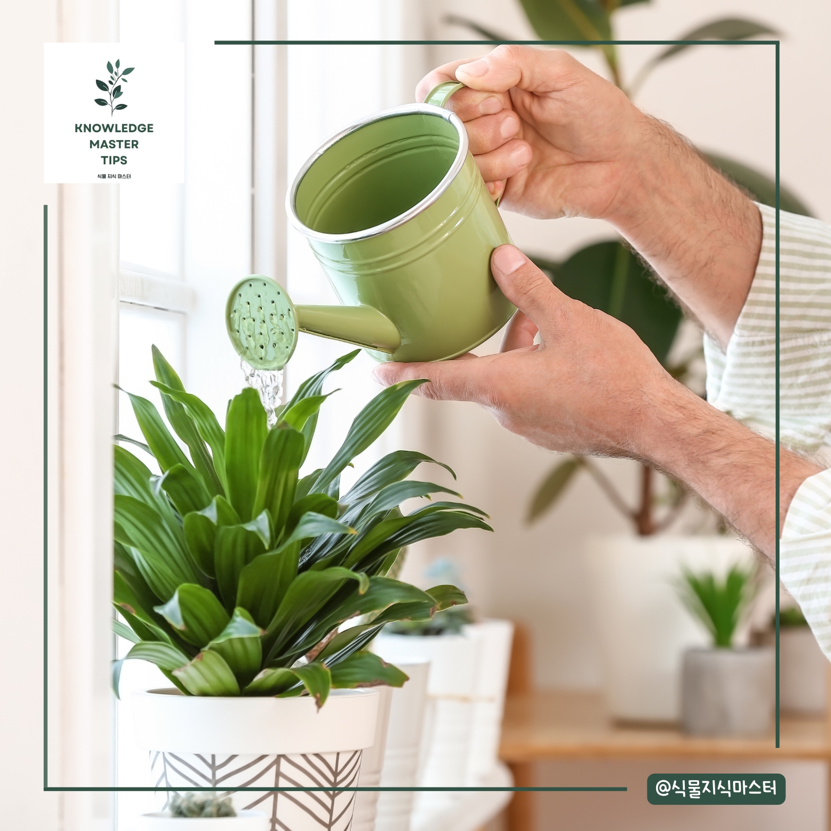 물 주기는 충분히, 그리고 확실히 말랐을 때