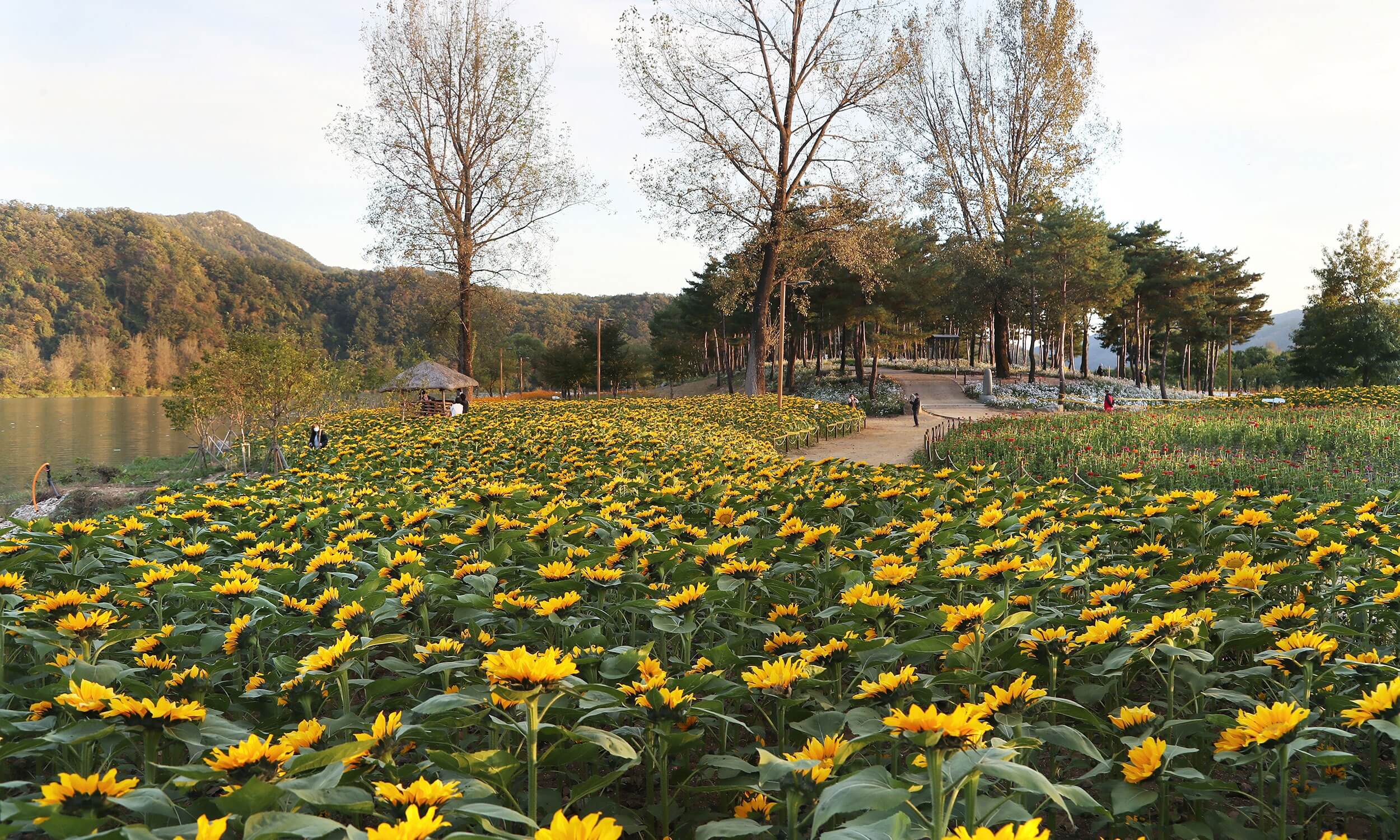 가평 자라섬 남도 꽃정원 수국