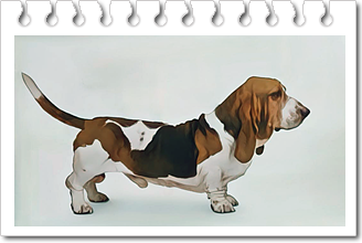 안녕soni
후각하운드 바셋하운드