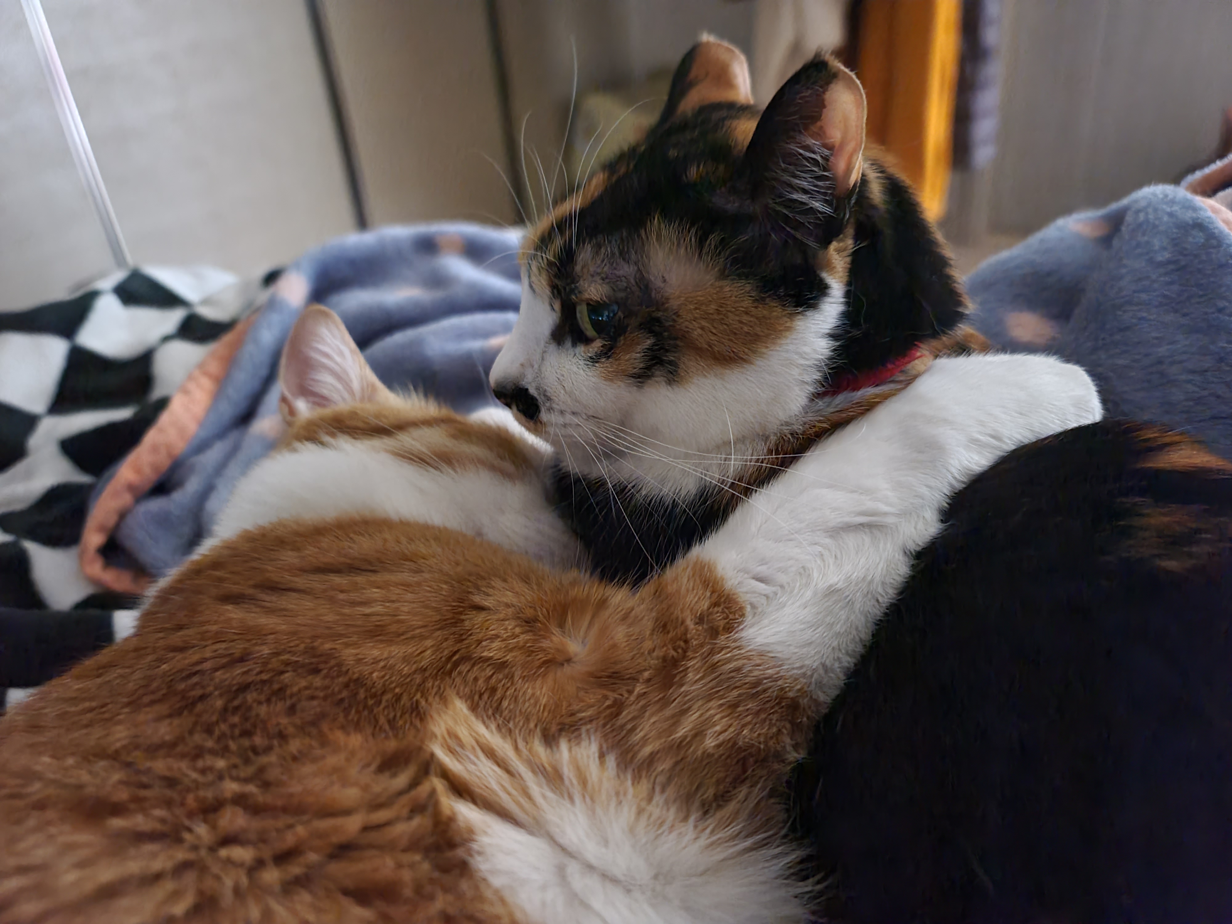 너무 다정하게 자고 있는 고양이 커플 (feat. 집사 눈치챙겨!)