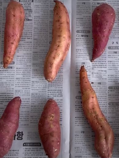 고구마보관