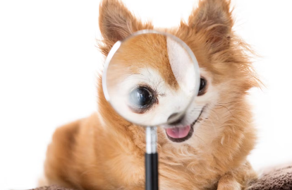 돋보기와 강아지