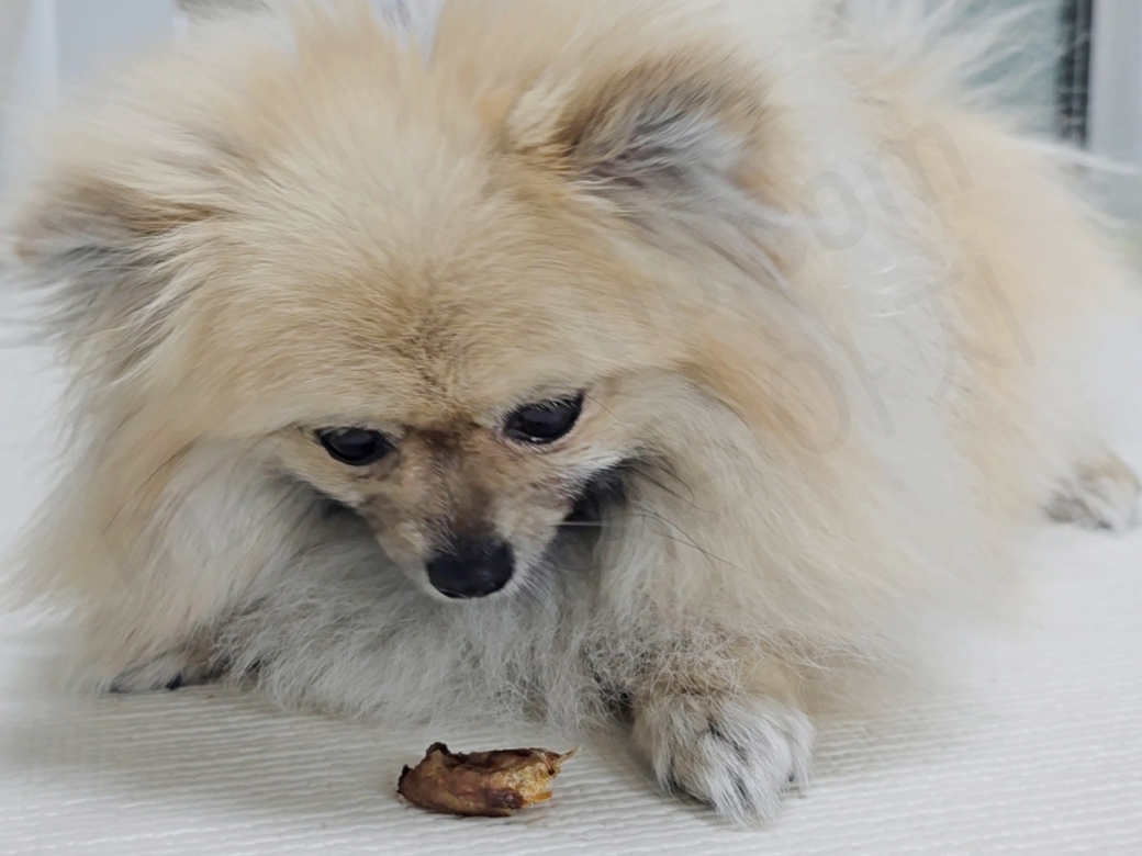 처음 보는 메추리 간식을 경계하는 강아지